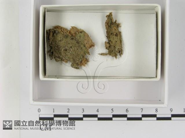 登錄號:F0021619藏品圖，第1張