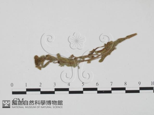登錄號:F0011619藏品圖，第1張