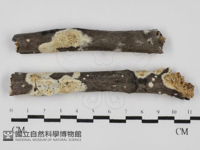 登錄號:F0031619藏品圖，第1張
