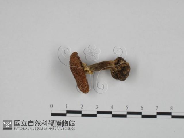 登錄號:F0024619藏品圖，第1張