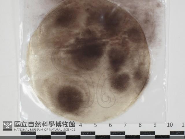 登錄號:F0034619藏品圖，第1張