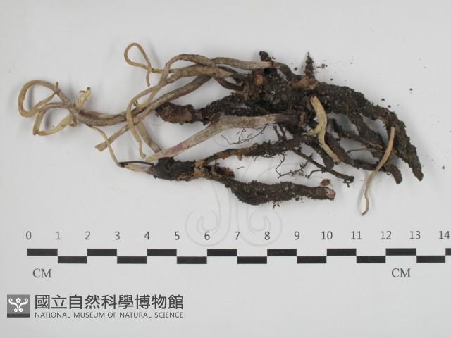 炭角菌屬藏品圖，第1張