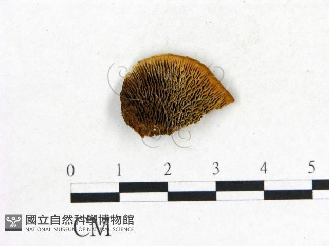 登錄號:F0017619藏品圖，第1張