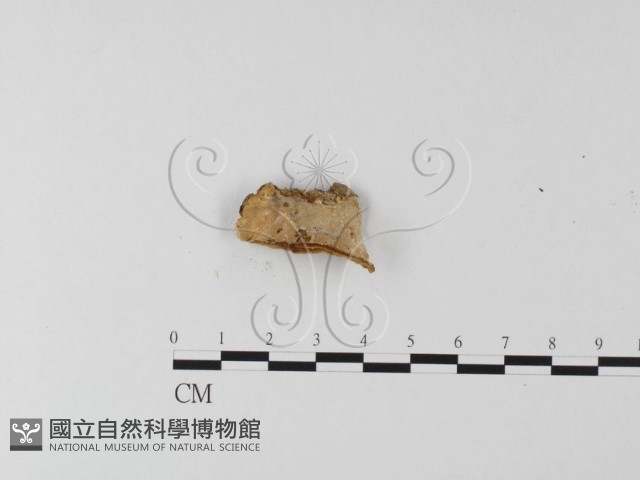 登錄號:F0025619藏品圖，第1張