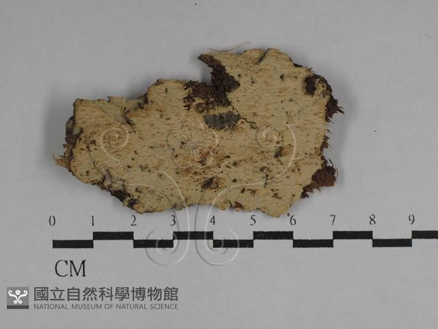 登錄號:F0029619藏品圖，第1張