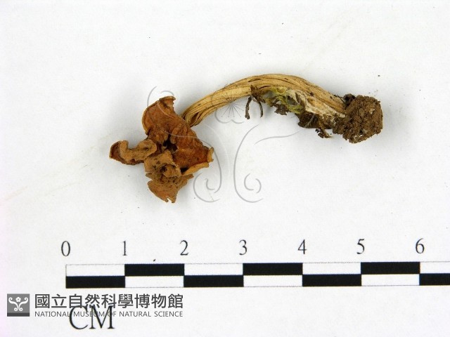 登錄號:F0013619藏品圖，第1張