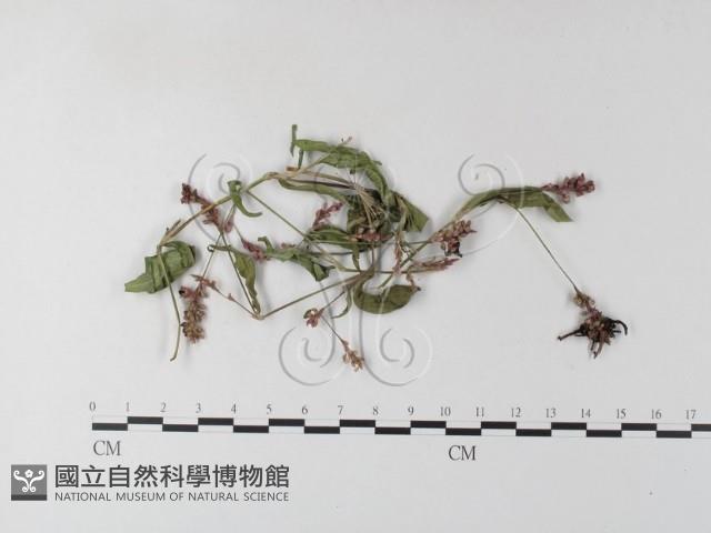 登錄號:F0021419藏品圖，第1張