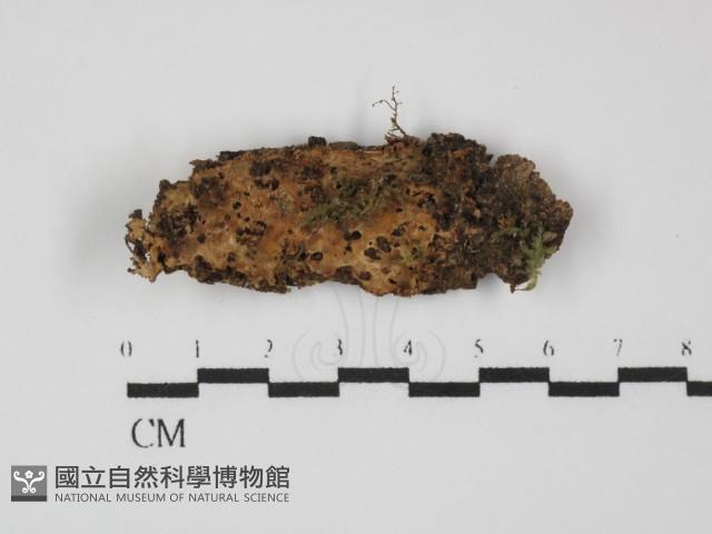 登錄號:F0031419藏品圖，第1張