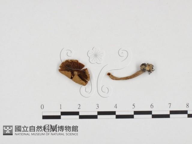登錄號:F0024419藏品圖，第1張