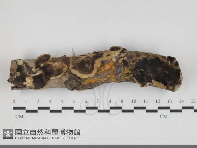 煙管菌藏品圖，第1張