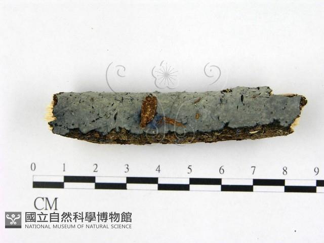 登錄號:F0022419藏品圖，第1張