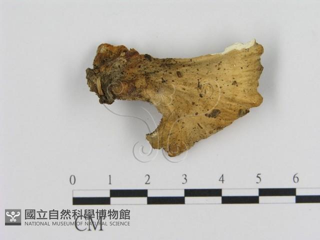 登錄號:F0012419藏品圖，第1張