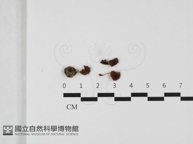 登錄號:F0032419藏品圖，第1張