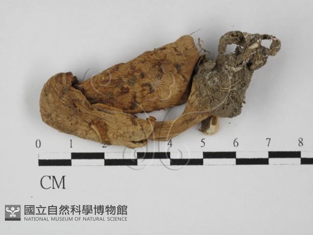 登錄號:F0027419藏品圖，第1張