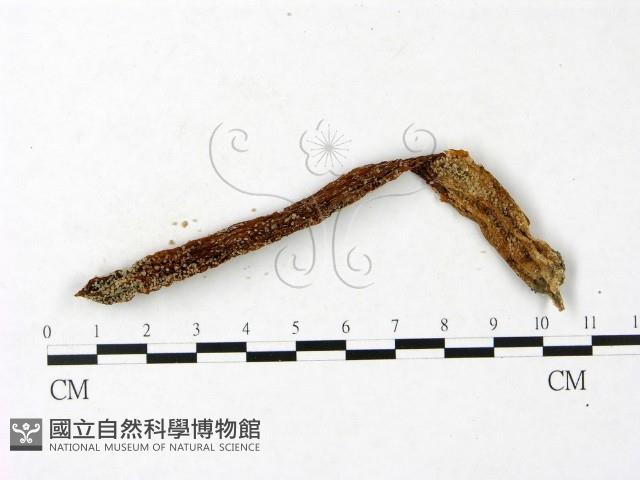 登錄號:F0023419藏品圖，第1張