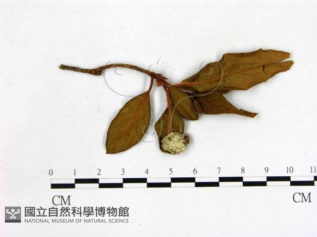 登錄號:F0020719藏品圖，第1張