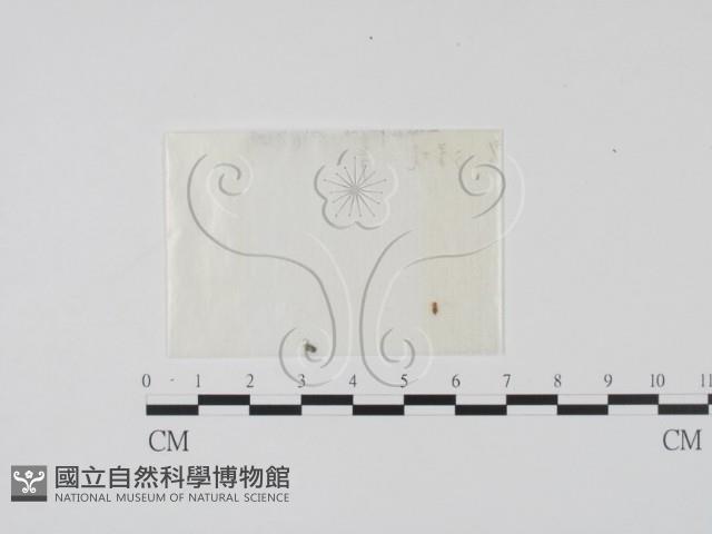 登錄號:F0000719藏品圖，第1張