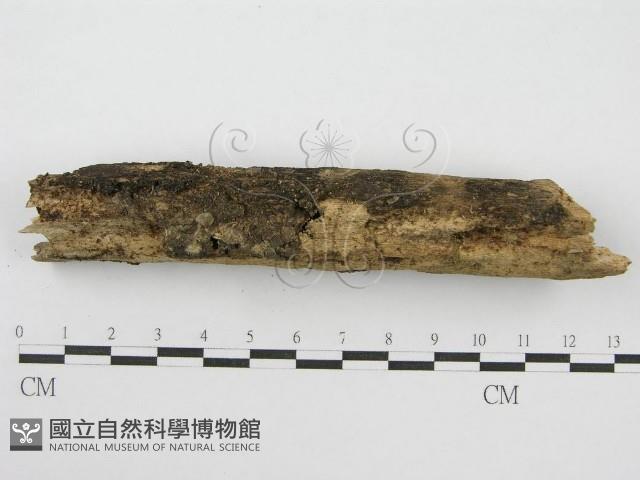 登錄號:F0010719藏品圖，第1張