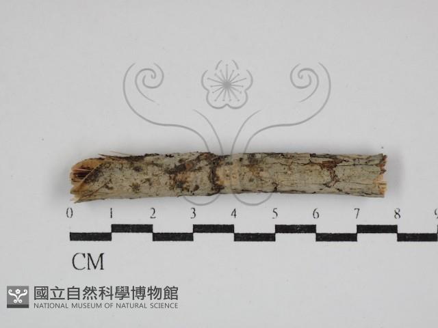 登錄號:F0030719藏品圖，第1張