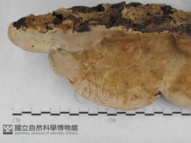 松生擬層孔菌藏品圖，第1張