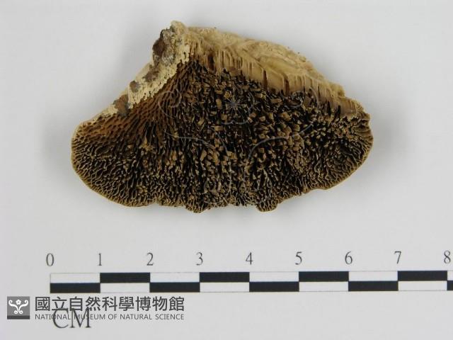 登錄號:F0006719藏品圖，第1張