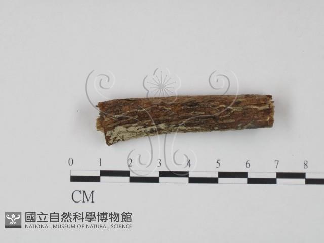 登錄號:F0021719藏品圖，第1張