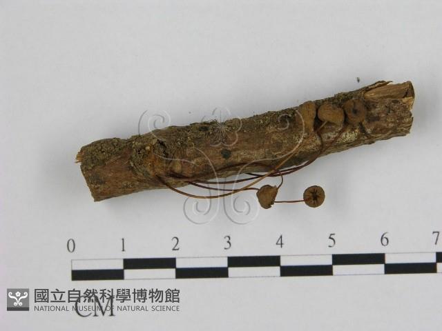 小皮傘屬藏品圖，第1張