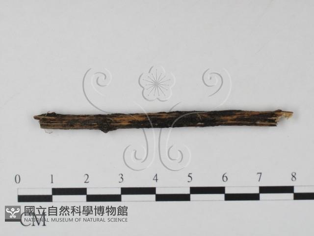登錄號:F0011719藏品圖，第1張