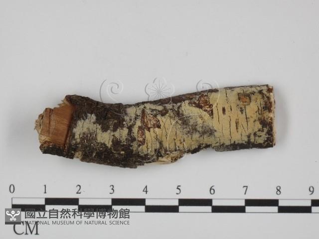 登錄號:F0024719藏品圖，第1張