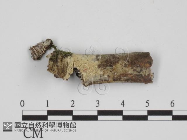 登錄號:F0014719藏品圖，第1張