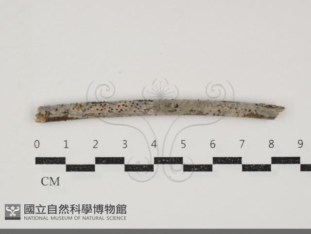 盤革菌屬藏品圖，第1張