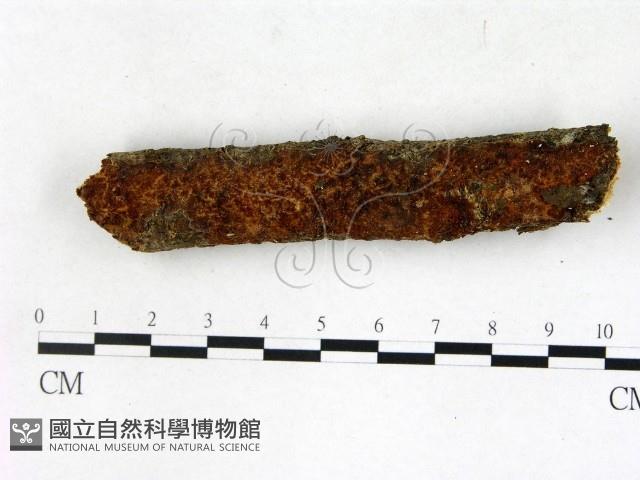 登錄號:F0022719藏品圖，第1張