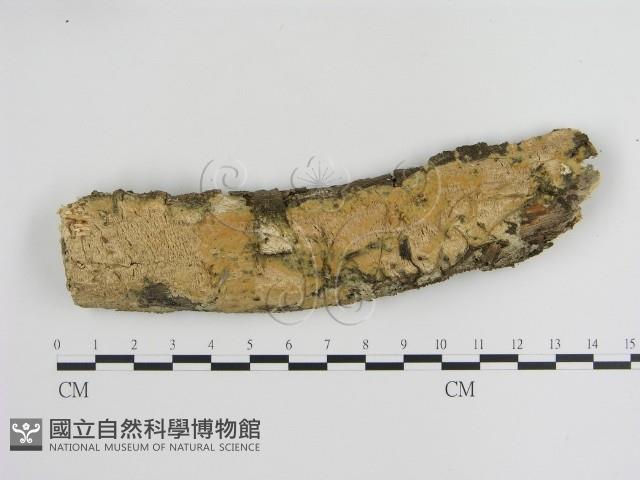 登錄號:F0002719藏品圖，第1張