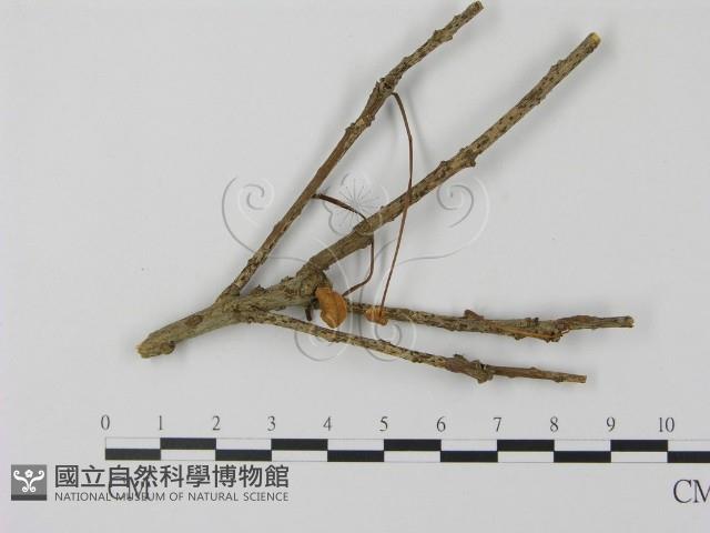 登錄號:F0012719藏品圖，第1張