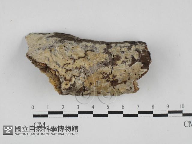 登錄號:F0027719藏品圖，第1張