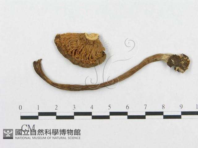 登錄號:F0017719藏品圖，第1張