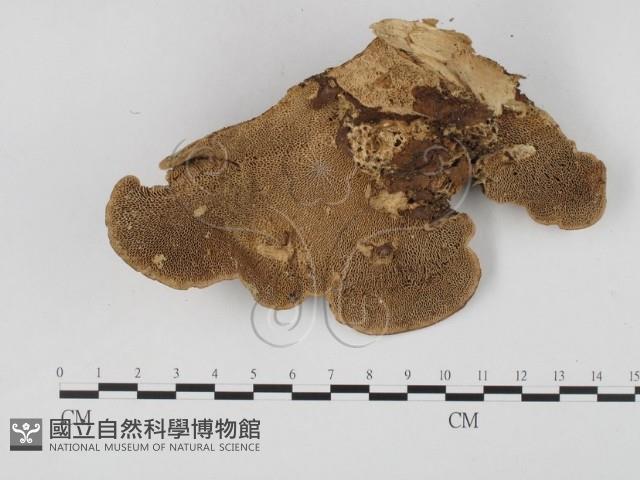 登錄號:F0025719藏品圖，第1張