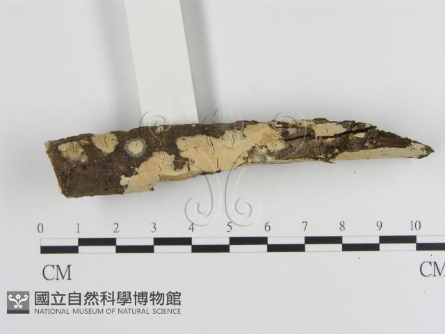 絲皮菌屬藏品圖，第1張