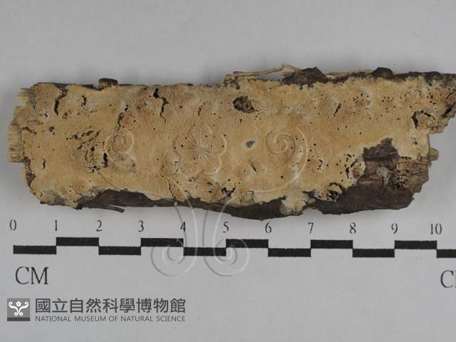 絲齒菌屬藏品圖，第1張