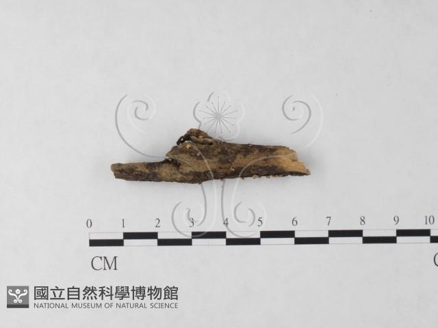 登錄號:F0023719藏品圖，第1張