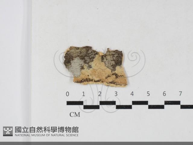 登錄號:F0033719藏品圖，第1張