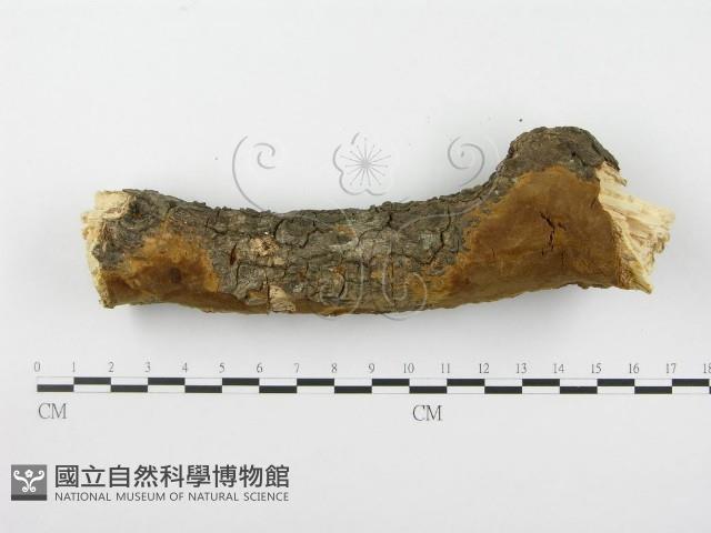 木層孔菌屬藏品圖，第1張