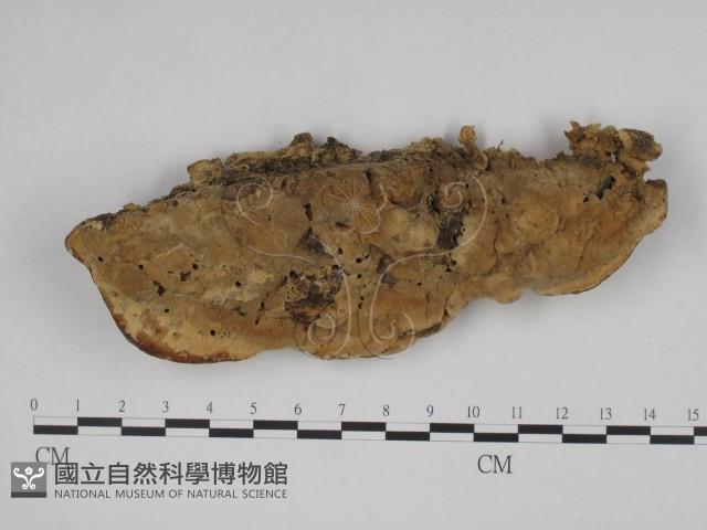 登錄號:F0010519藏品圖，第1張