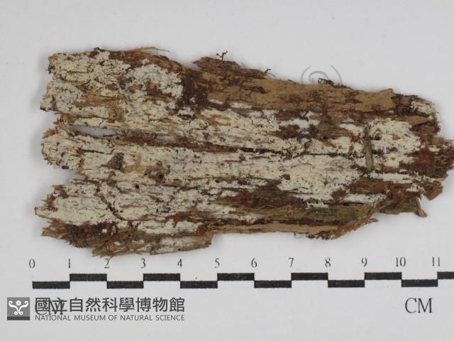 絲齒菌屬藏品圖，第1張