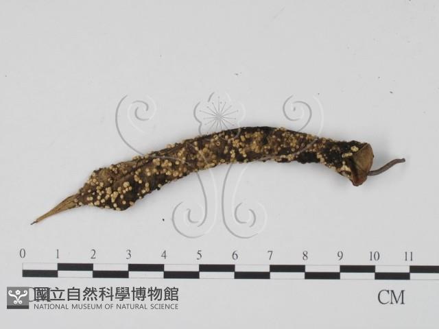 登錄號:F0016519藏品圖，第1張