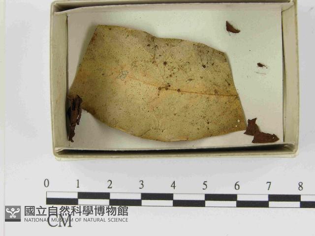 登錄號:F0021519藏品圖，第1張