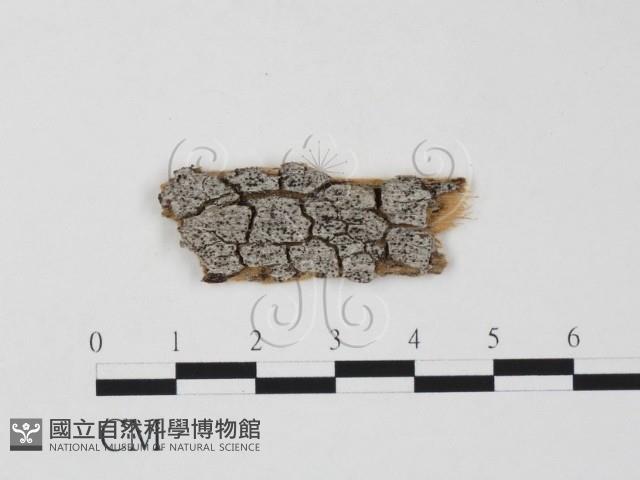 登錄號:F0011519藏品圖，第1張