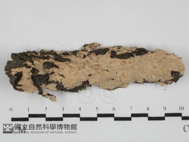 登錄號:F0031519藏品圖，第1張