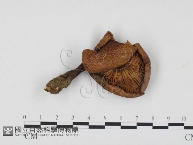 登錄號:F0024519藏品圖，第1張