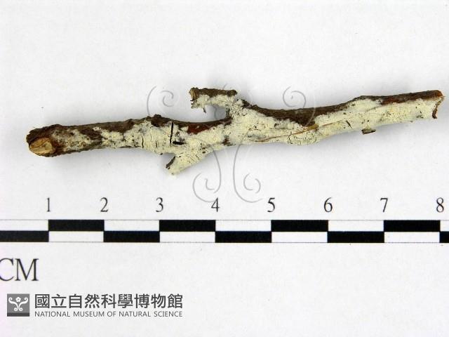 登錄號:F0022519藏品圖，第1張